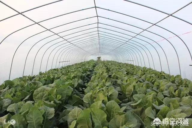 寿光蔬菜网:2018年秋季蔬菜价格居高不下，是否与寿光蔬菜基地被淹有牵连？  第2张