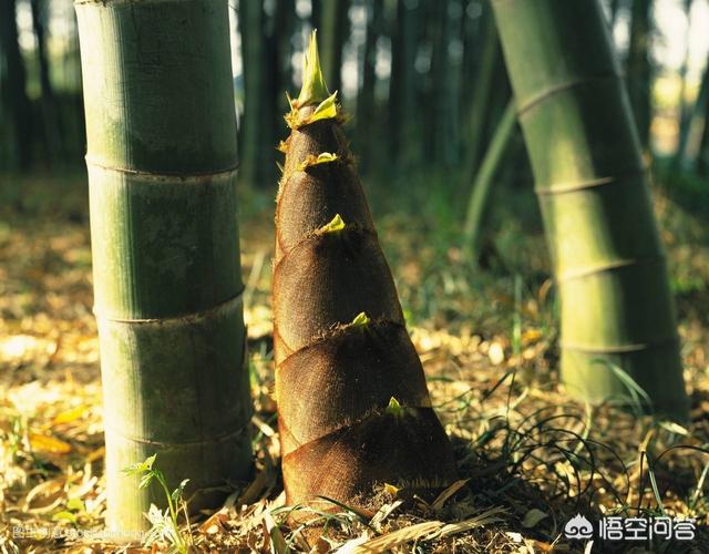 学seo:学SEO有哪些必备的能力要求？  第2张