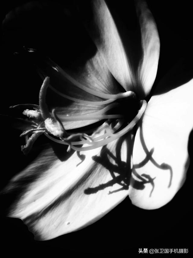 侧光:摄影爱好者，用侧光拍摄时怎么测光？  第2张