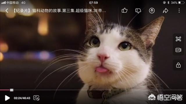 云养猫什么意思:为什么有那么多人云养猫？  第1张