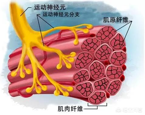 重复的力量:健身的话同样肌肉量的两个人，是否体脂率高的那个人的力量更强？  第2张