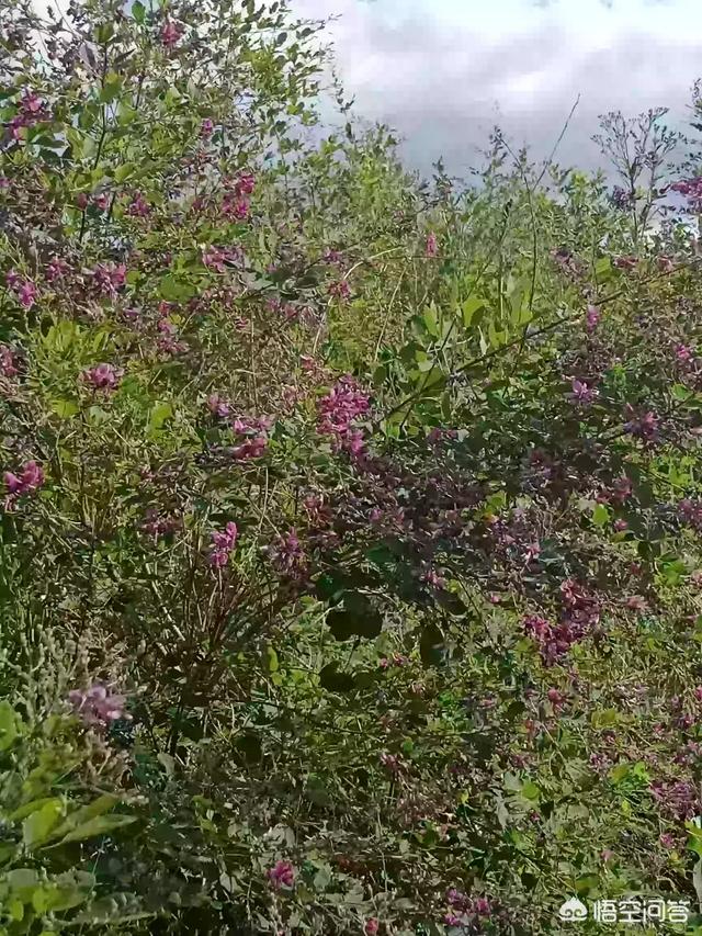 蜂蜜制作过程视频
:蜂蜜是如何产生的？  第1张