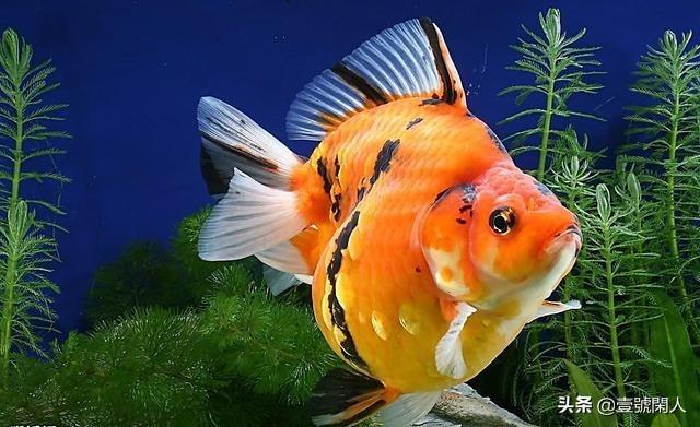 玻璃鱼缸制作视频
:普通3mm钢化玻璃可以做鱼缸吗？怎么样？  第1张