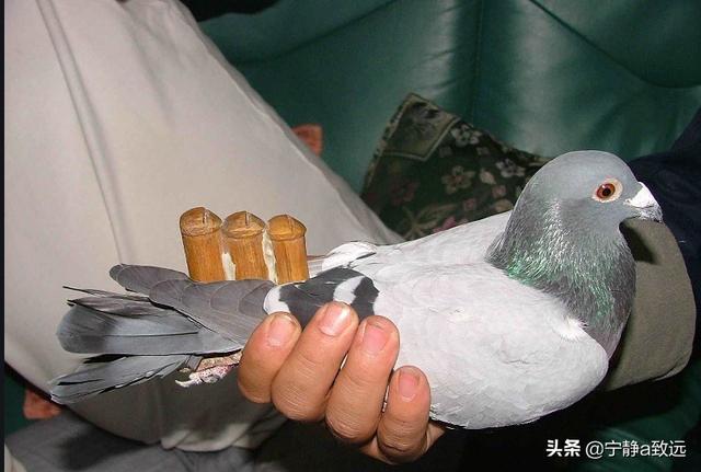 鸽哨制作视频教程
:怎么给信鸽带哨？  第2张