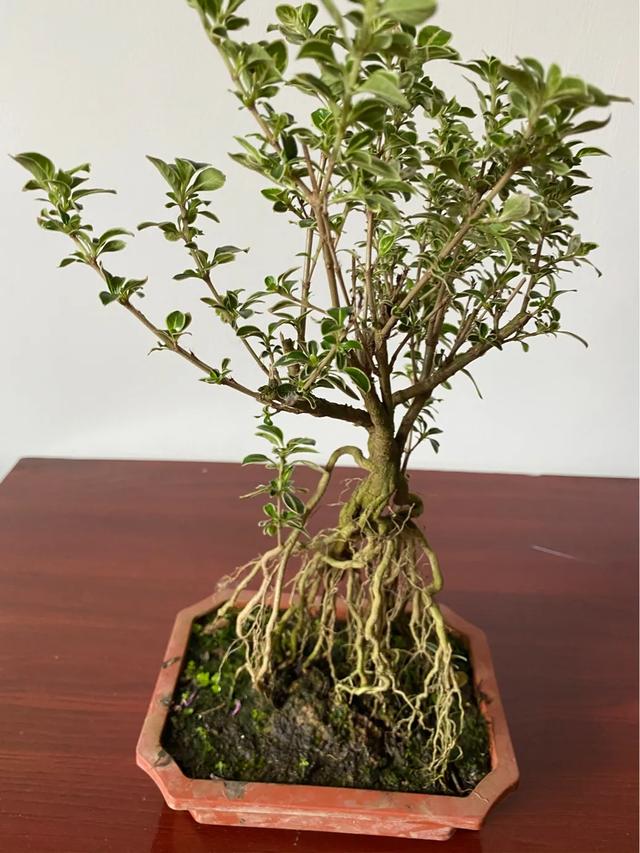环保小制作视频
:生活中晒一晒自制简易小盆栽？  第1张