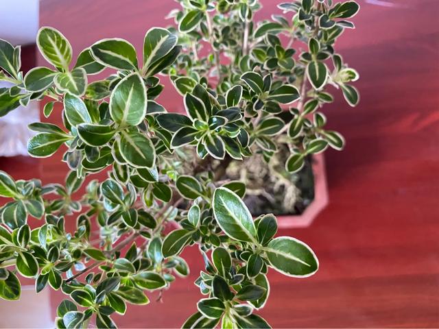 环保小制作视频
:生活中晒一晒自制简易小盆栽？  第2张