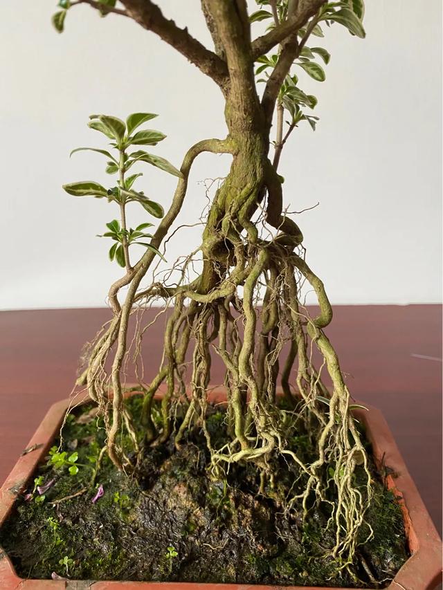 环保小制作视频
:生活中晒一晒自制简易小盆栽？  第3张