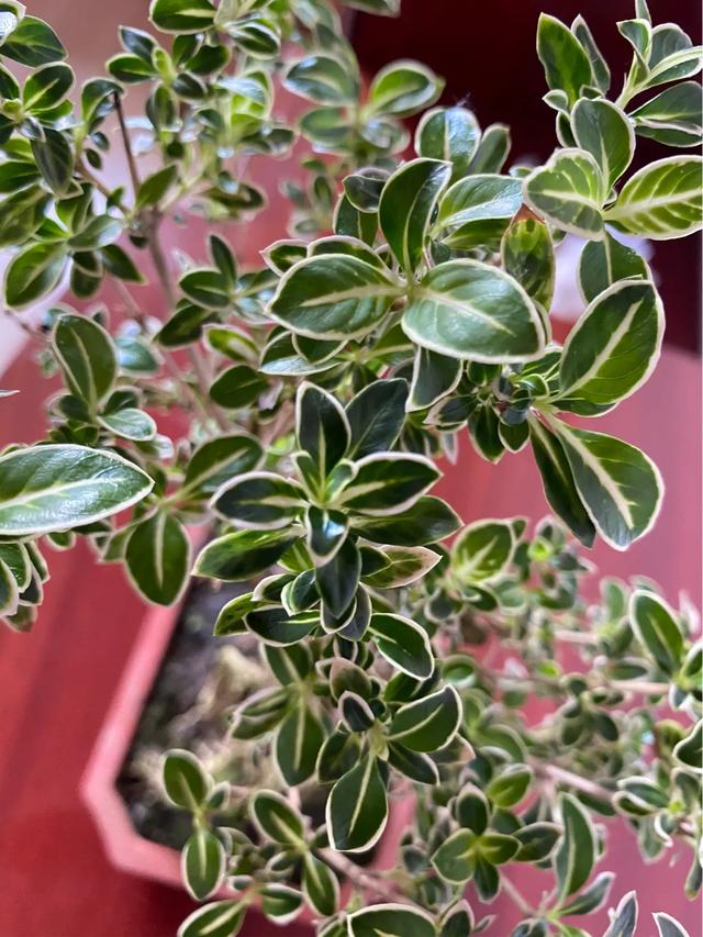 环保小制作视频
:生活中晒一晒自制简易小盆栽？  第7张