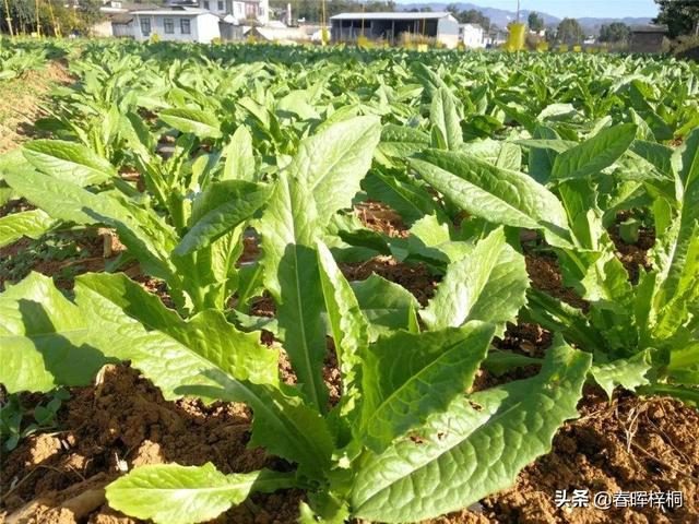 贡菜是什么做的视频
:贡菜的需肥特点是什么？需要经过哪些施肥过程？  第1张
