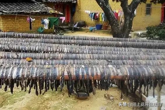 地龙制作视频
:现在很多地方都在“电蚯蚓”对土地有没有影响？这事儿你怎么看？  第3张