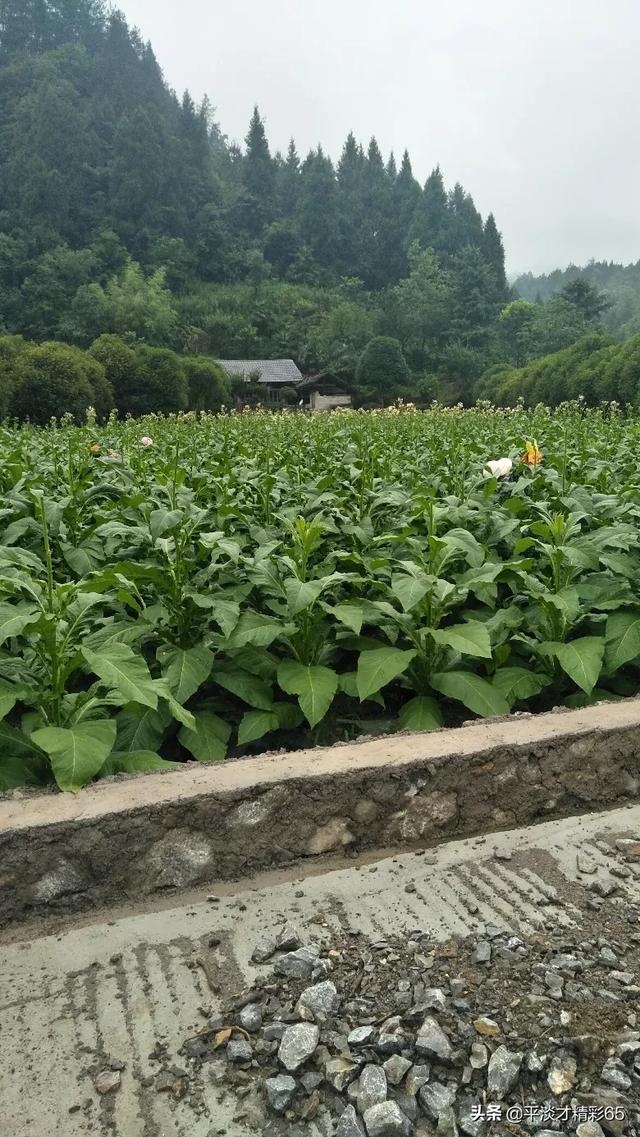 视频音效制作
:李子柒视频质量非常高，大片般感觉，其中音效处理很棒，是如何制作的？  第1张