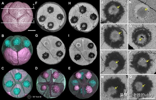 标本制作视频
:生物细胞标本制作方法是什么？  第2张
