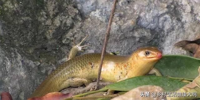 浮沉子制作视频
:农村有种叫“狗婆蛇”的小动物，它生有四肢脚，是蛇吗？好不好吃？  第1张