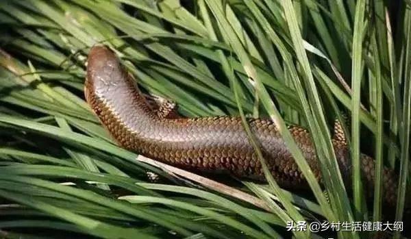 浮沉子制作视频
:农村有种叫“狗婆蛇”的小动物，它生有四肢脚，是蛇吗？好不好吃？  第2张