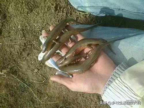 浮沉子制作视频
:农村有种叫“狗婆蛇”的小动物，它生有四肢脚，是蛇吗？好不好吃？  第3张
