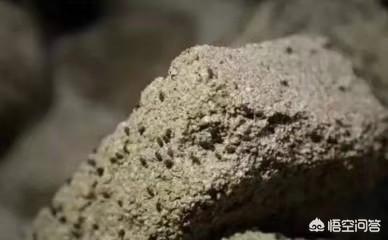白酒制作视频讲解
:曲为酒之骨,酱香型白酒制曲工艺又是如何呢？  第2张