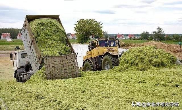 袋装青贮制作技术视频
:如何制作袋装的青储饲料？  第1张