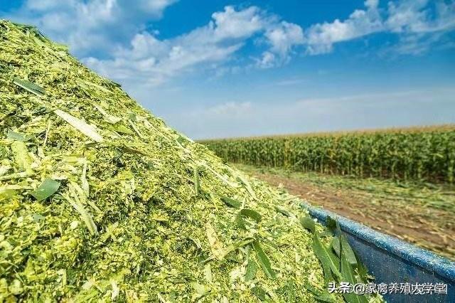 袋装青贮制作技术视频
:如何制作袋装的青储饲料？  第2张