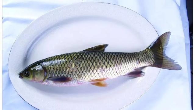 酸菜鱼制作视频
:酸菜鱼的做法和步骤家常正宗？  第1张