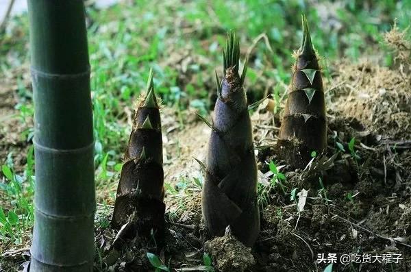 泡竹笋做法视频
:竹笋怎样泡发？  第9张