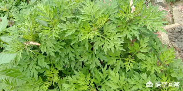 艾叶糍粑做法视频
:广西特色美食艾叶粑粑怎么做？  第5张