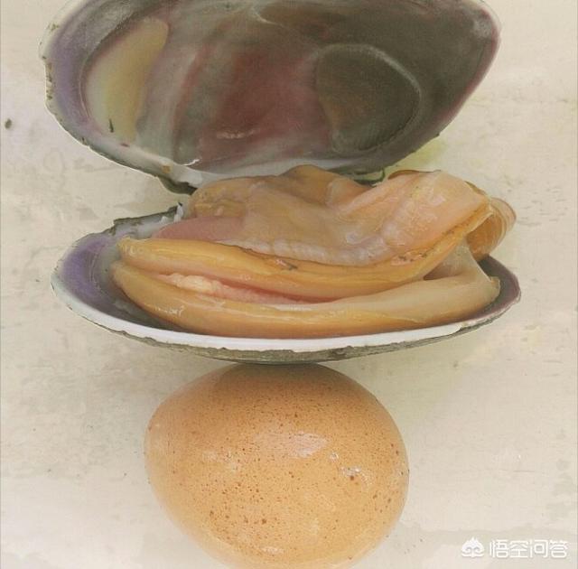 鹅蛋的做法视频
:烟台人说的海鲜“天鹅蛋”怎么做？  第1张