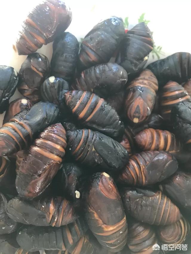 蚕蛹的做法视频
:蝉蛹怎么做好吃？  第1张