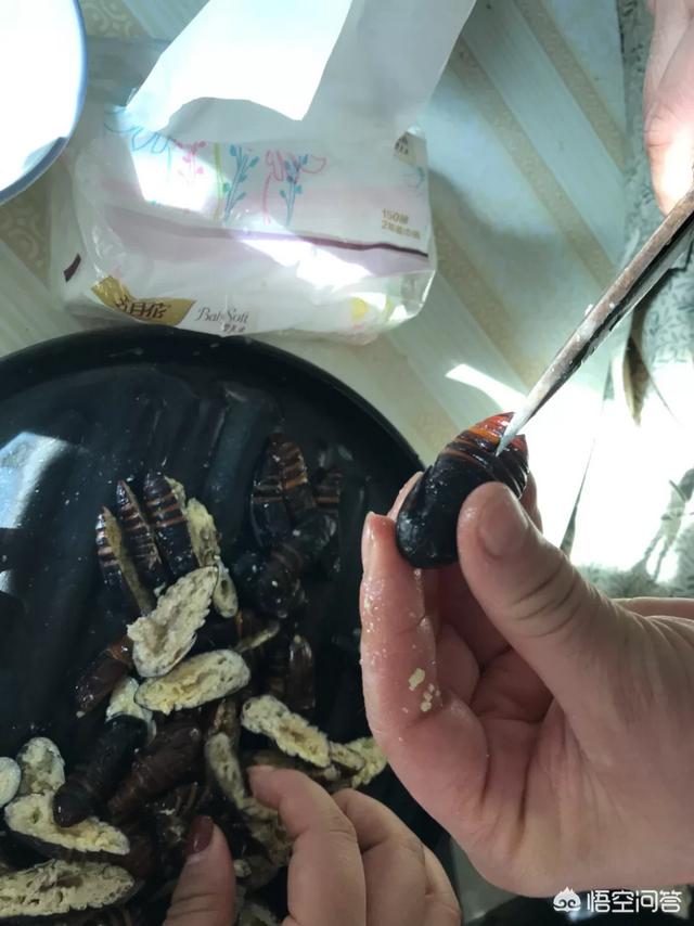 蚕蛹的做法视频
:蝉蛹怎么做好吃？  第2张
