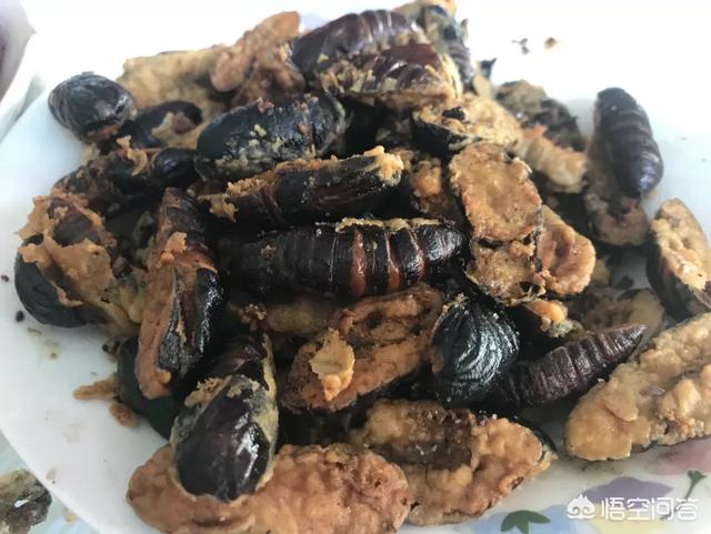 蚕蛹的做法视频
:蝉蛹怎么做好吃？  第4张