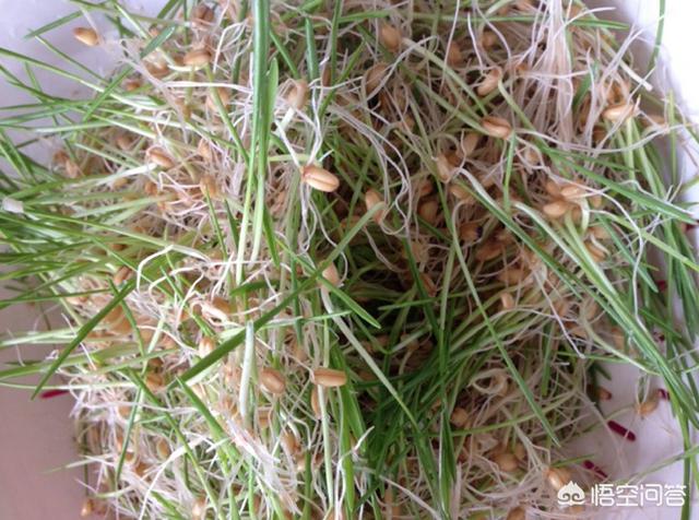 手工麦芽糖的做法视频
:麦芽糖的做法是什么？  第8张
