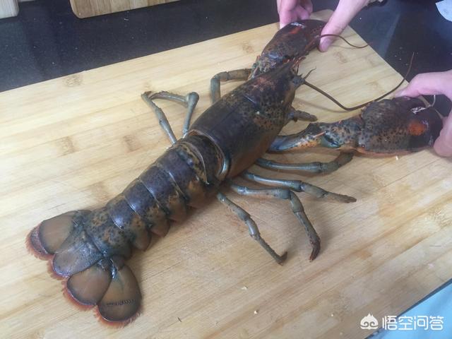 大龙虾的家常简单做法视频
:怎么做波士顿大龙虾既美味又简单？  第1张