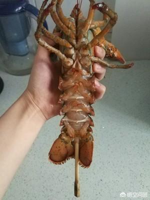 大龙虾的家常简单做法视频
:怎么做波士顿大龙虾既美味又简单？  第2张