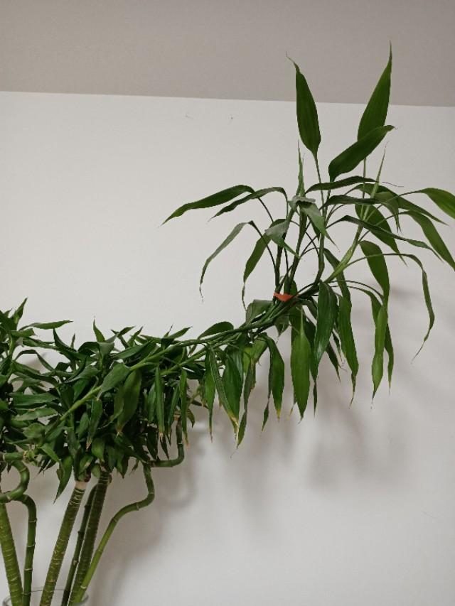 地菜怎么做好吃的做法视频
:春天是吃野菜的时候，荠菜怎么做好吃呢？有哪些做法推荐？  第3张