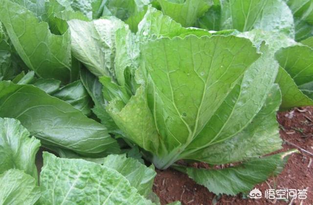 闽南咸饭的正宗做法视频
:咸饭的具体做法是什么？  第2张