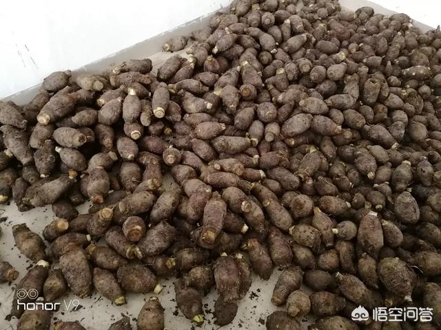 广式芋丝糕的做法视频
:正宗芋头糕怎么做？  第2张