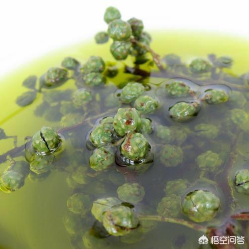 花椒油的做法视频
:在家里面怎样才能做出又香又麻的青花椒油？  第2张