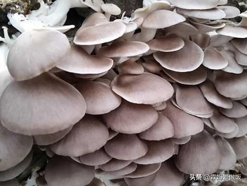 油炸平菇的做法视频
:干炸平菇怎么做好吃呢？  第2张