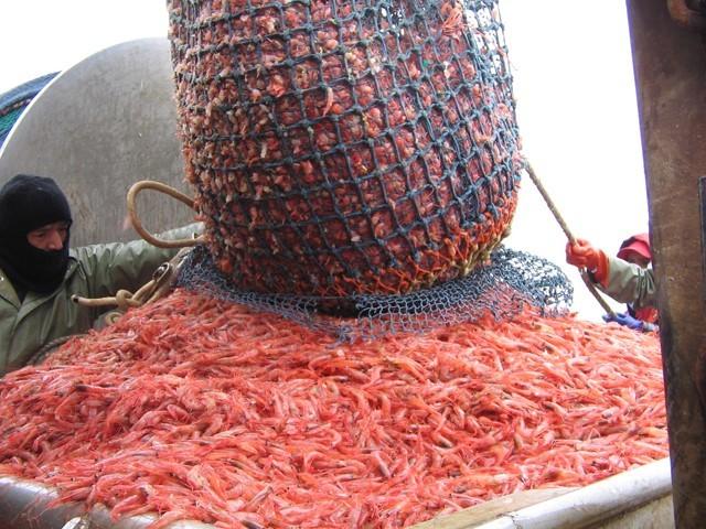北极甜虾做法视频
:为什么北极甜虾都是煮熟后销售的，而大多数虾是鲜虾冷冻后直接销售？  第2张