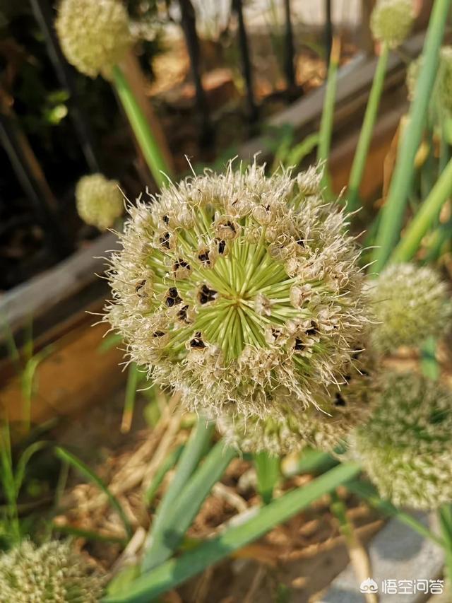 六一儿童节宣传视频
:说说你小时候的六一儿童节都是怎么过的？  第2张