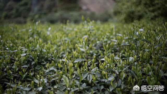 销售茶叶的视频
:在火山视频上经常有卖茶叶的都是99二斤，这茶叶能买吗？  第1张