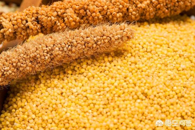 小米宣传视频
:如何做好农产品小米的品牌和宣传？  第4张