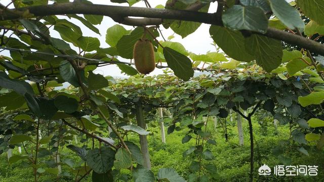 线上销售怎么推广
:家里种植了4亩徐香猕猴桃，如何在网上快速推广销售？  第3张