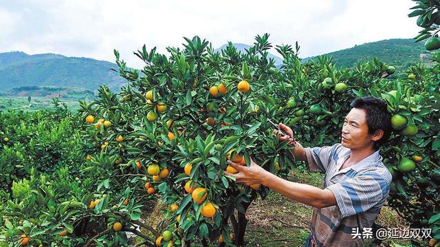 线上销售规划
:三农产品怎样从零开始做线上销售？  第1张