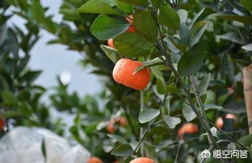 上海线上营销
:家里种橘子，之前一直是卖给贩子，今年想网上试试，网上怎么销售啊？  第2张