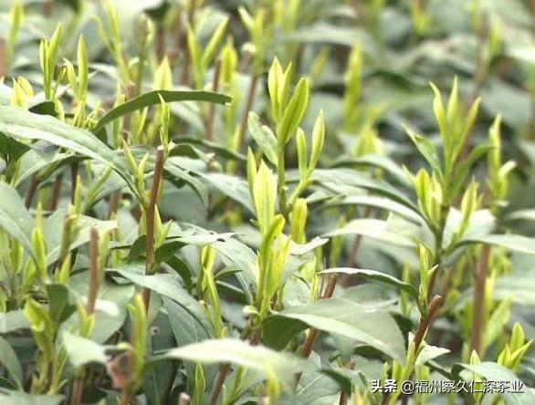 茶叶线上销售方案
:最近2020春茶上市，自家是生产加工茶叶的，看父母这么辛苦想要帮忙在网上卖茶叶，该怎么卖？  第1张