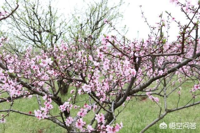 九江宣传视频
:九江能称得上旅游城市吗？  第2张