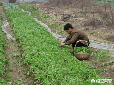 关于线上销售的建议
:蔬菜网络销售前景怎么样，怎么才能更好的销售？  第1张