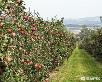 手机网络营销视频
:家里农村种的有苹果桃子，下个月成熟，怎么通过网络平台有好的销路？  第4张