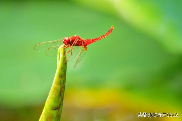 拍摄产品广告视频
:定焦镜头在视频拍摄中，用来拍摄哪些方面比较合适？  第1张