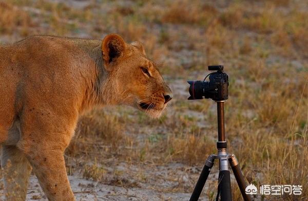 非洲广告视频怎么做的:看很多非洲野生动物记录片，有人说那些搞拍摄的车基本都是敞篷的。不怕狮子什么的攻击么？  第1张